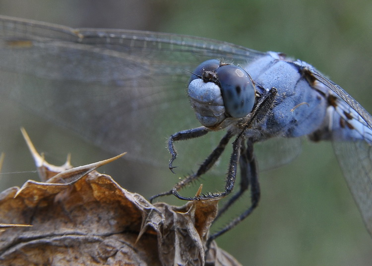 Orthetrum brunneum